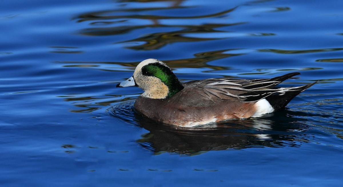 American Wigeon - ML646311264