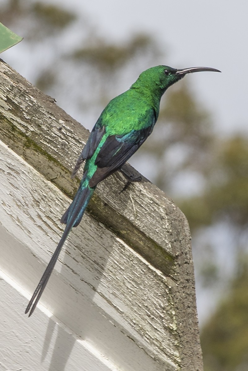 Malachite Sunbird - ML646311266