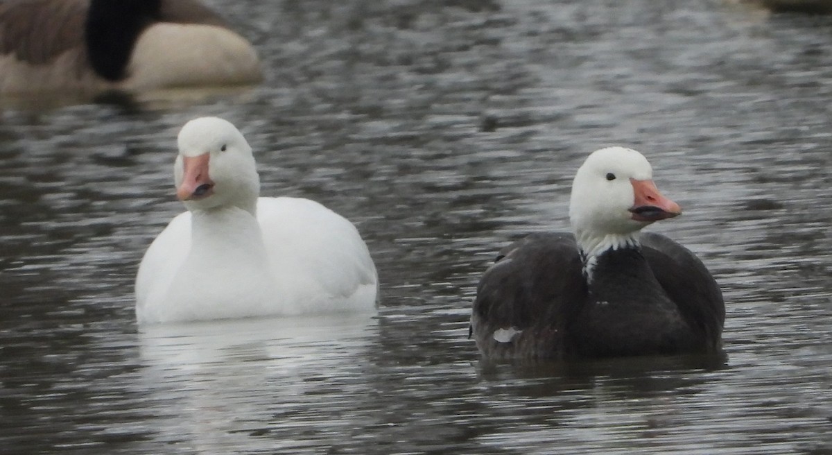 Snow Goose - ML646311267