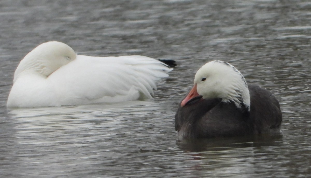Snow Goose - ML646311269