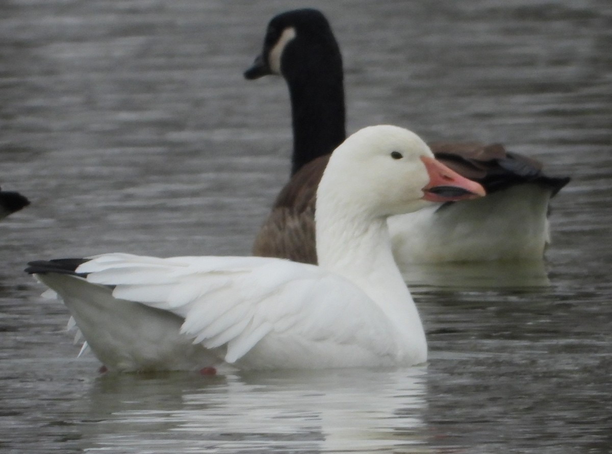 Snow Goose - ML646311271