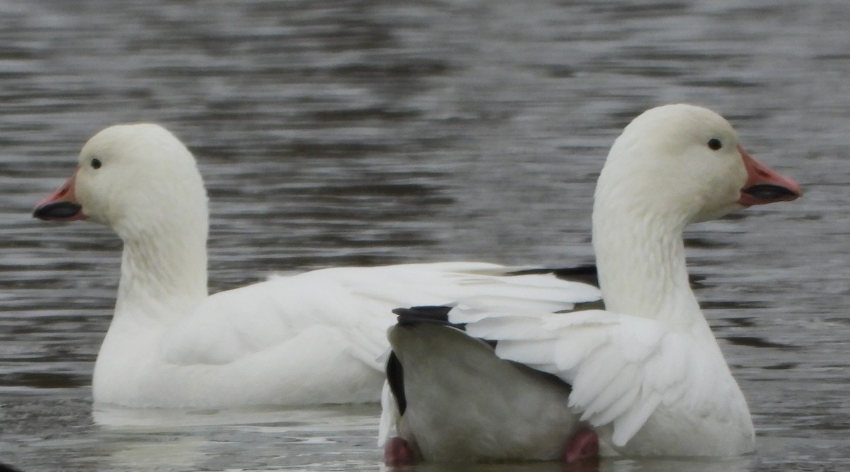 Snow Goose - ML646311272