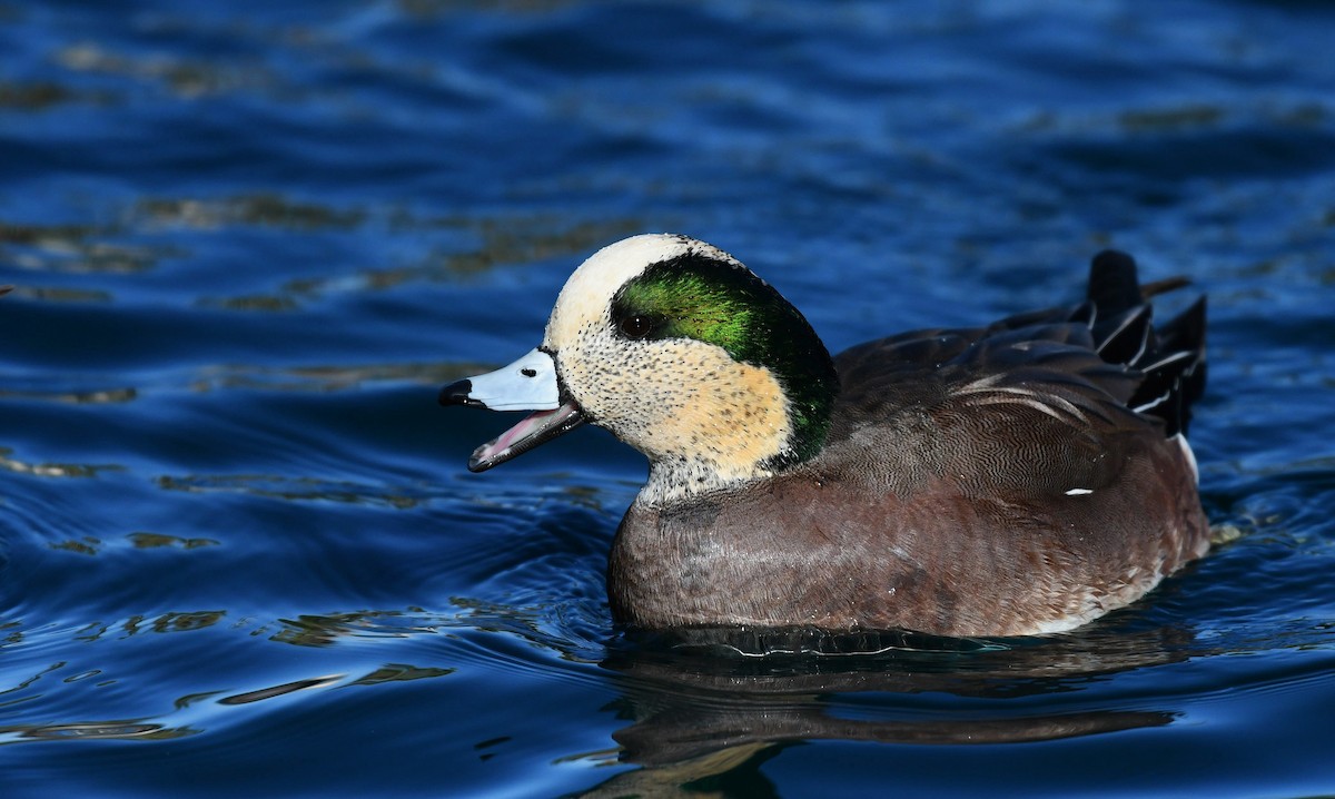 American Wigeon - ML646311277