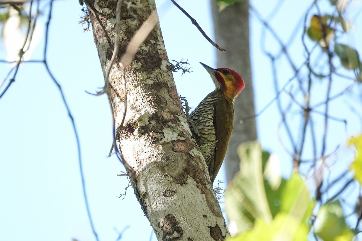 White-throated Woodpecker - ML646311278