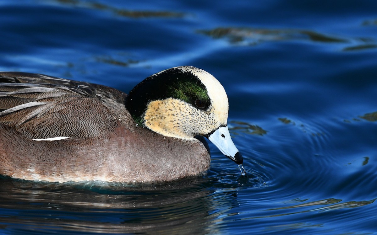 American Wigeon - ML646311280