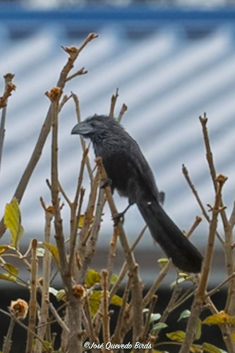 Ані товстодзьобий - ML646311287