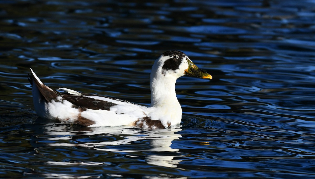 Mallard (Domestic type) - ML646311288