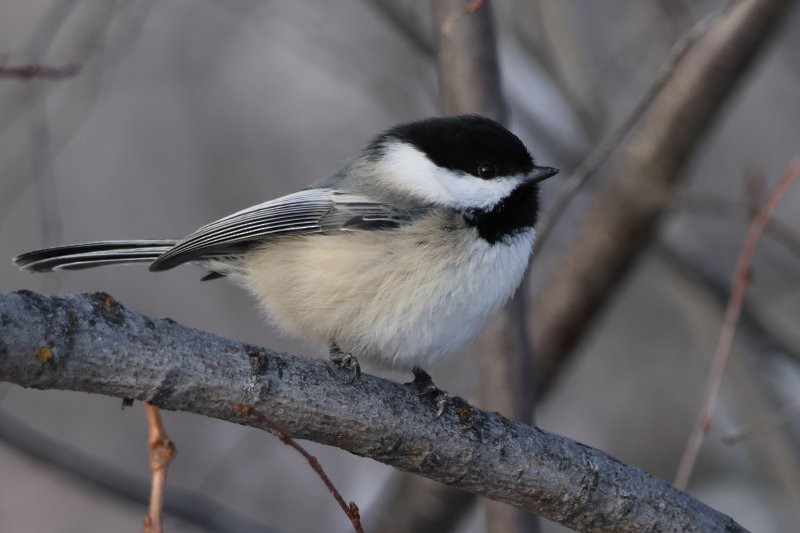 Black-capped Chickadee - ML646311289