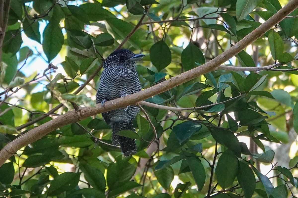 Fasciated Antshrike - ML646311297
