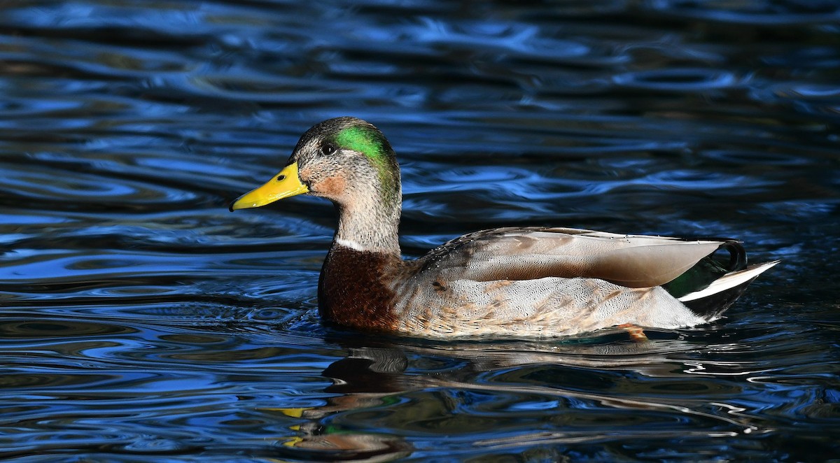 Mallard x Mexican Duck (hybrid) - ML646311301