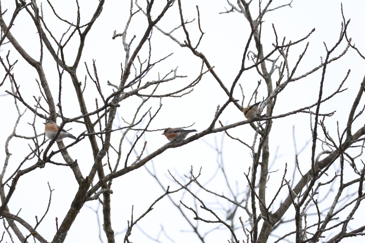 Eastern Bluebird - ML646311305
