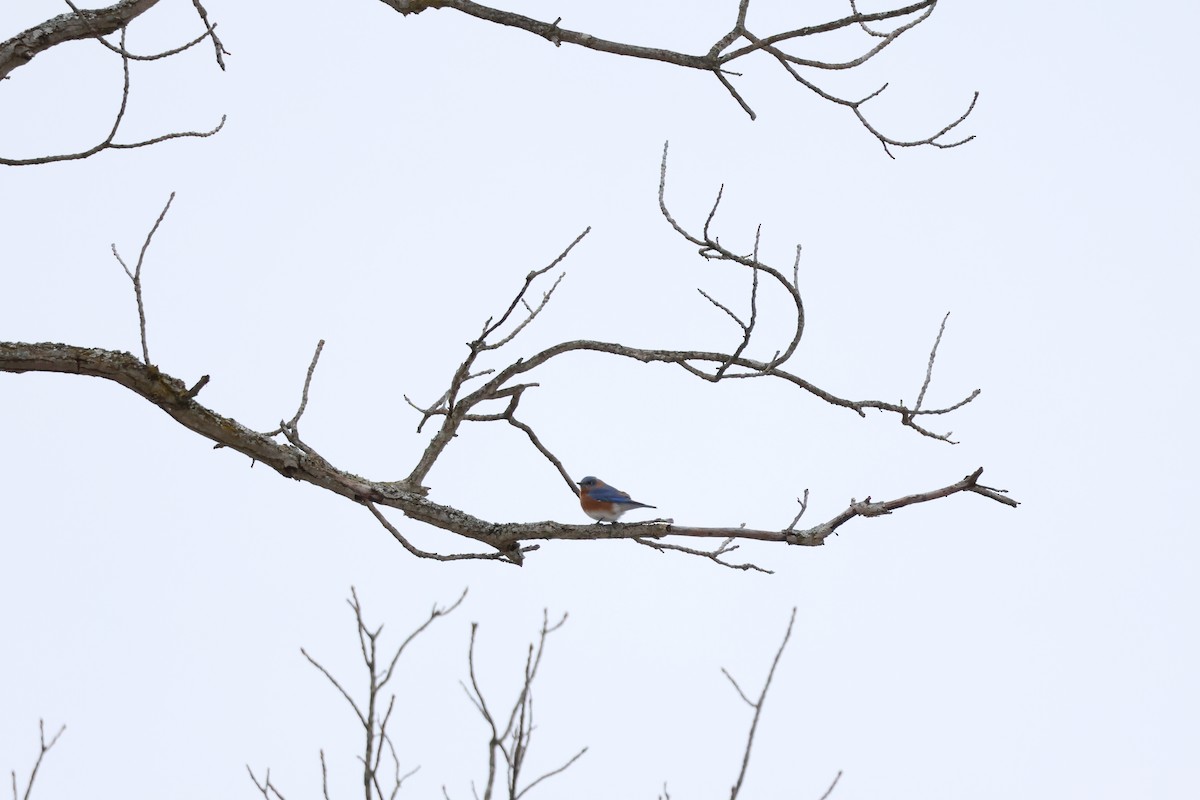 Eastern Bluebird - ML646311306