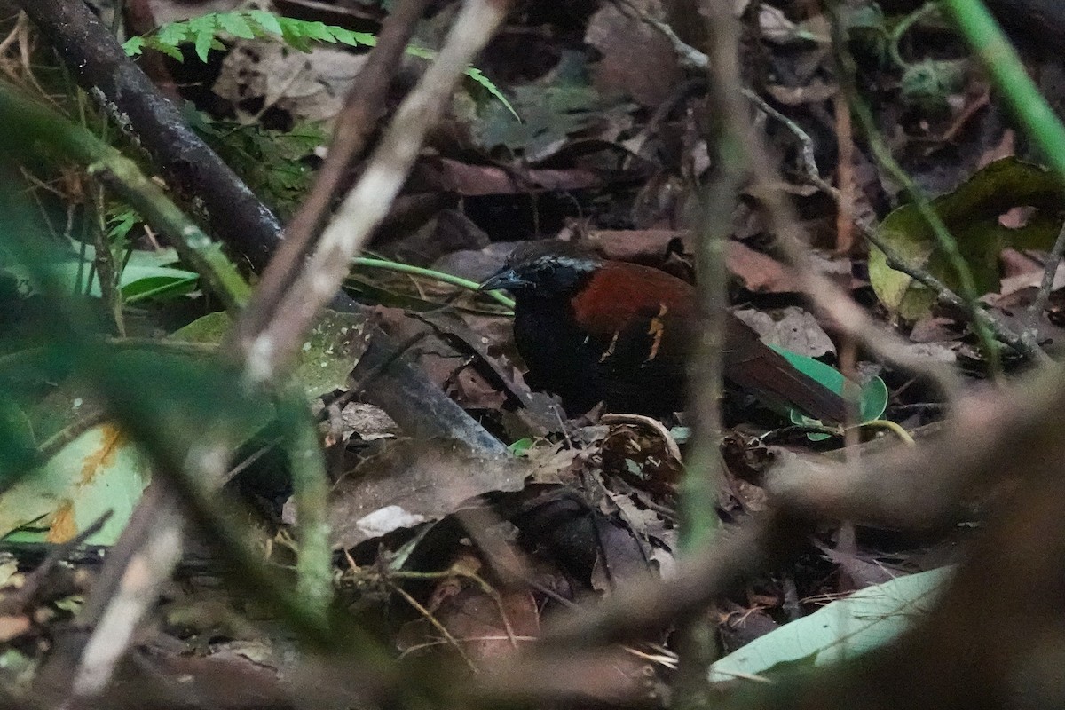 Cordillera Azul Antbird - ML646311310