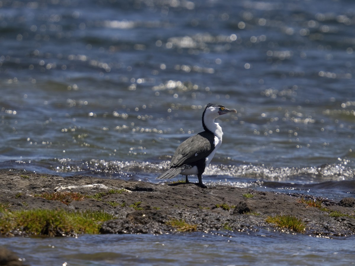 Pied Cormorant - ML646311312