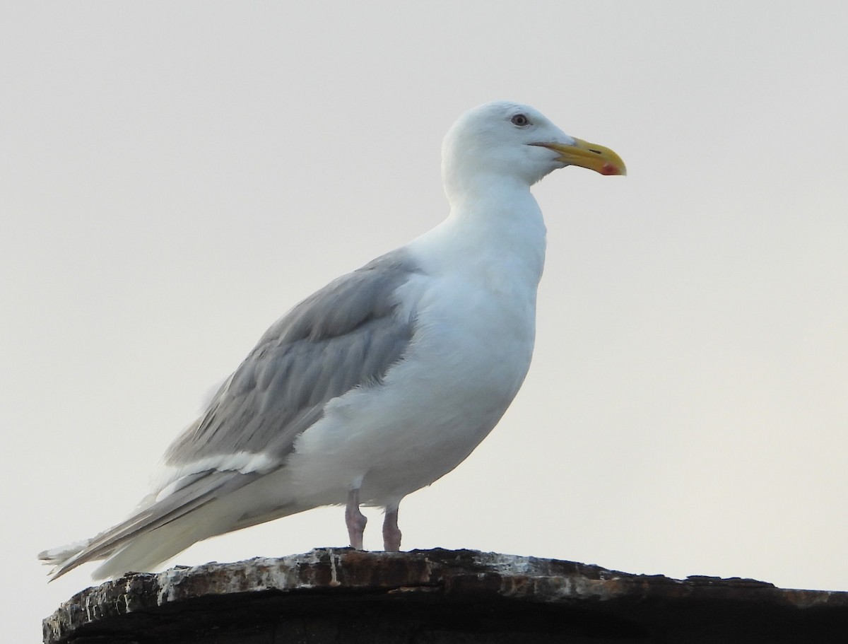 Glaucous-winged Gull - ML646311313