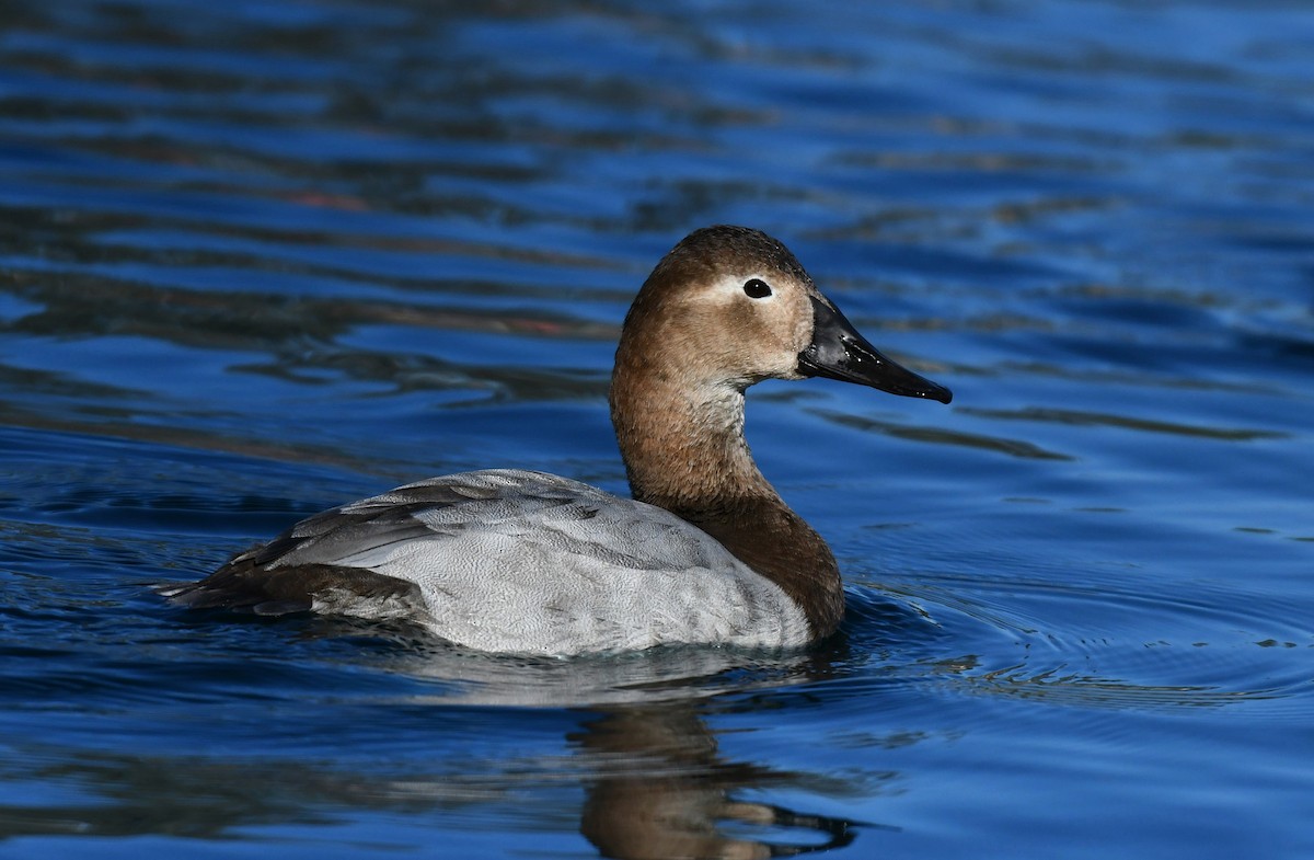 Porrón Coacoxtle - ML646311314