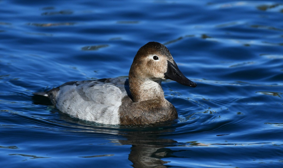 Porrón Coacoxtle - ML646311315