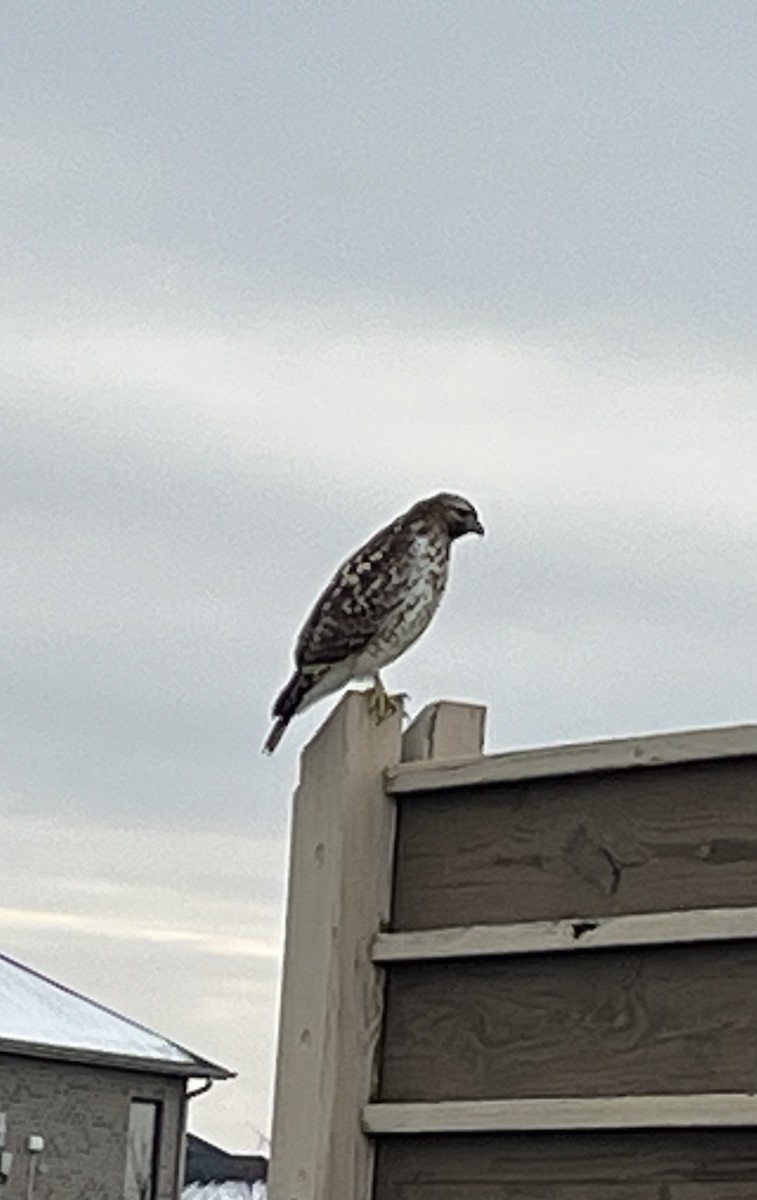 Red-shouldered Hawk - ML646311316
