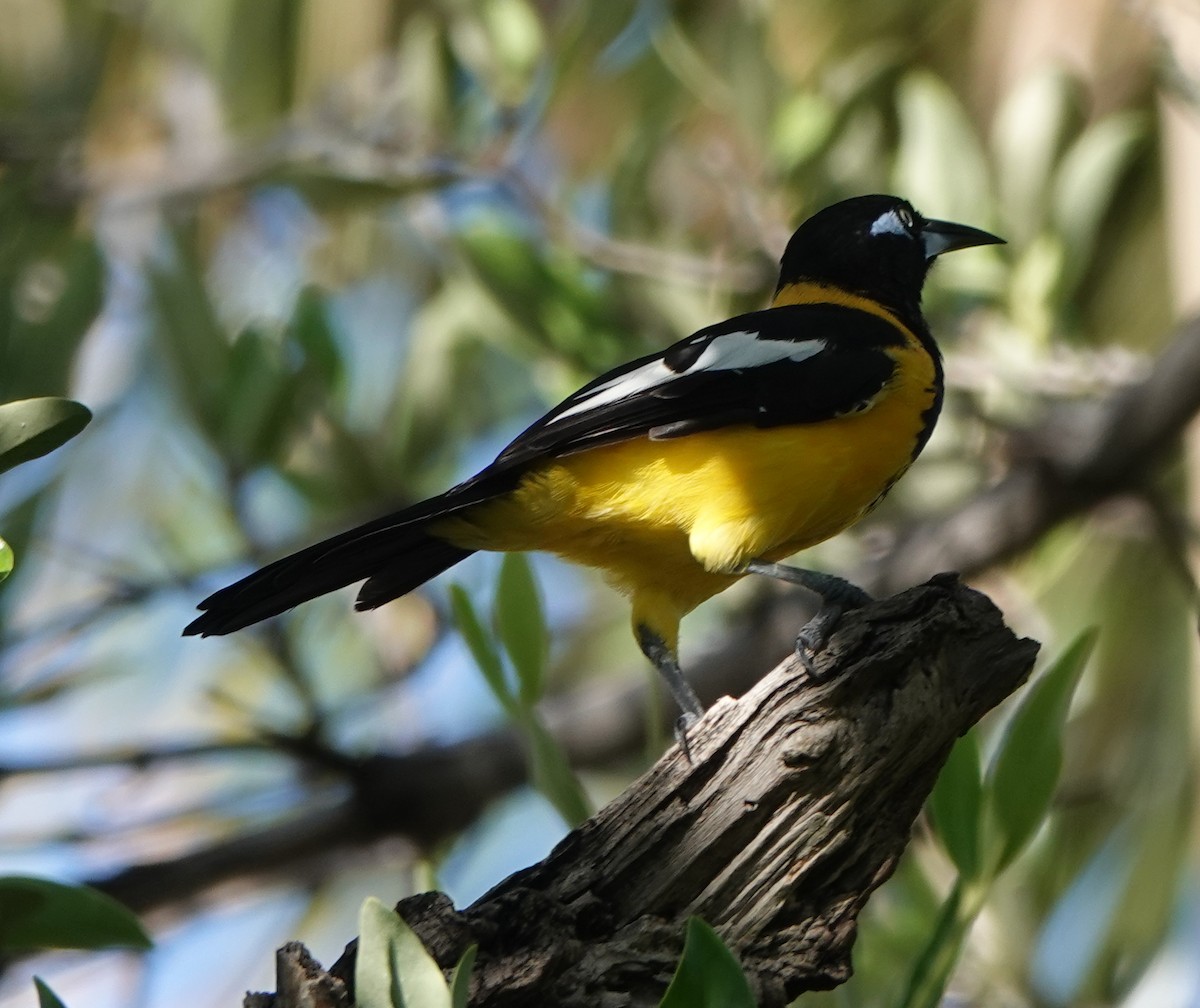 Venezuelan Troupial - ML646311318