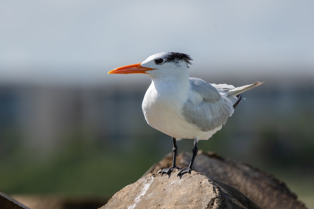 Royal Tern - ML646311322