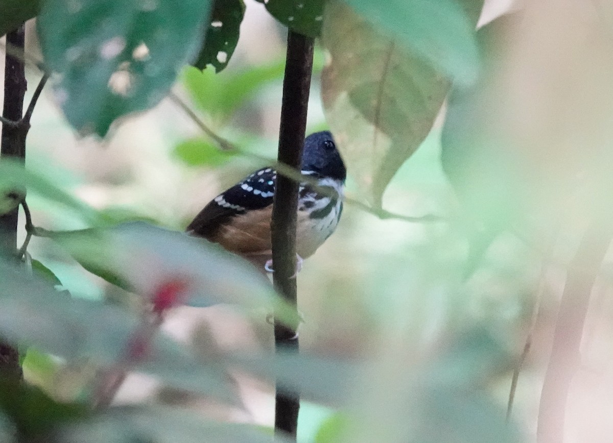 Spot-backed Antbird - ML646311323