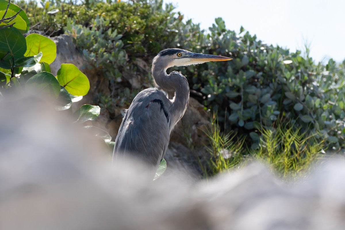 Great Blue Heron - ML646311328