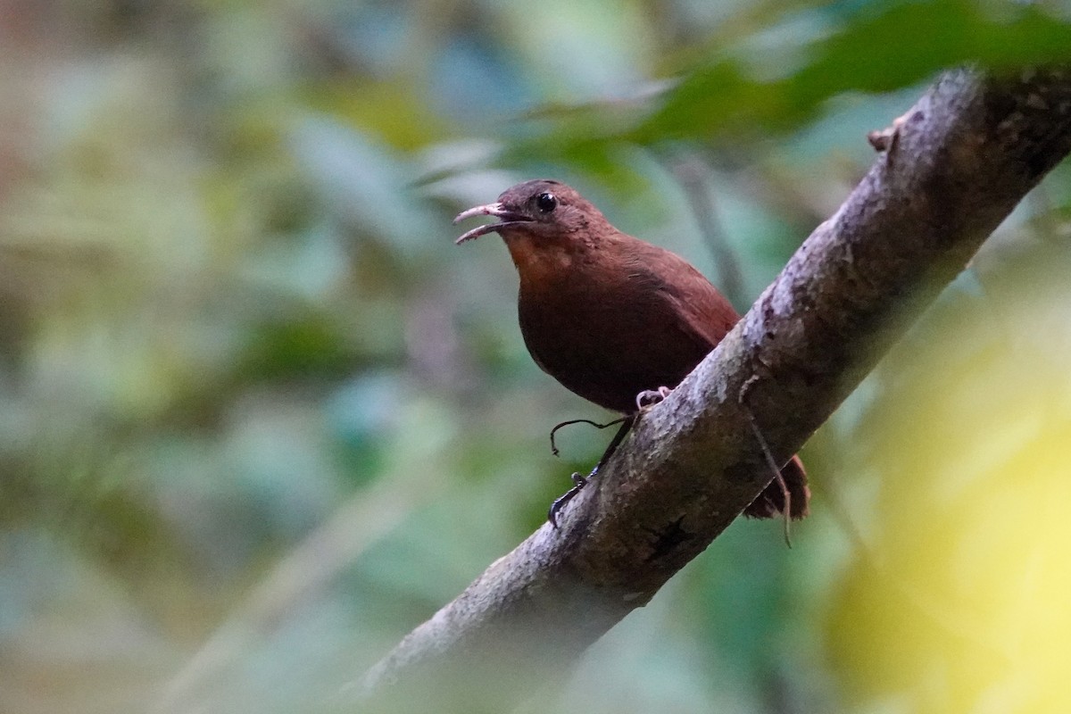 South American Leaftosser (Amazonian) - ML646311333