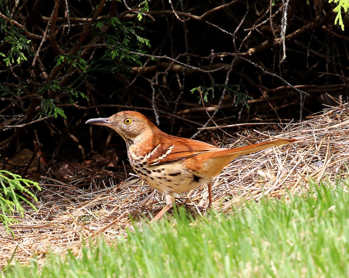 Brown Thrasher - ML646311334
