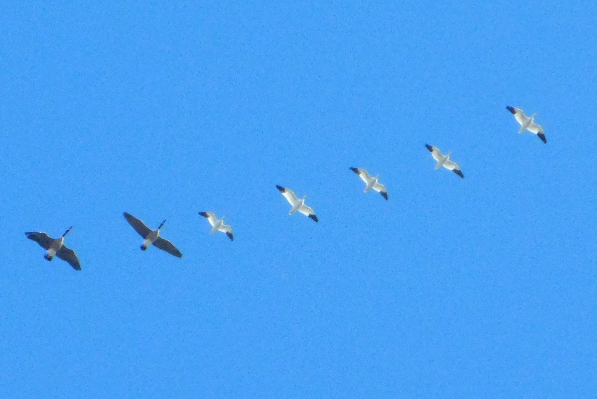 Snow/Ross's Goose - ML646311338