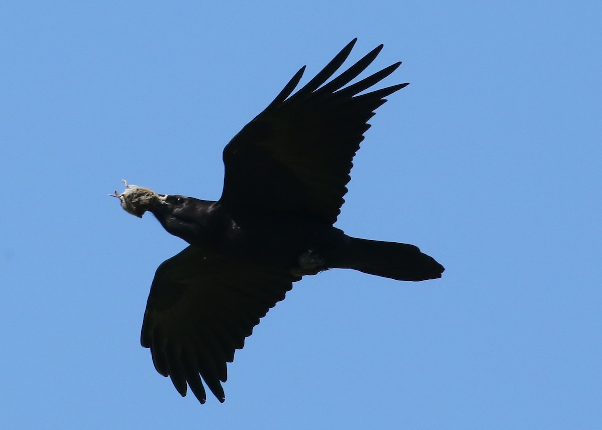 עורב שחור - ML646311339