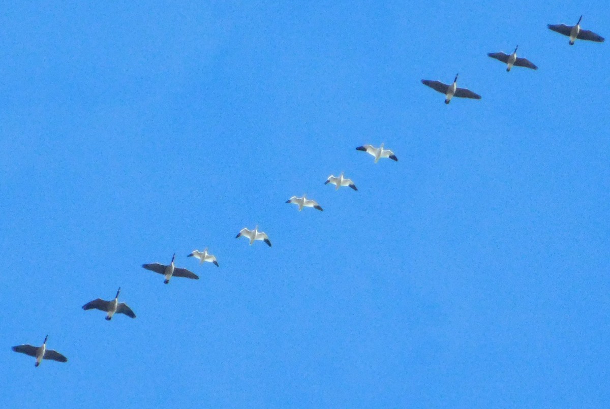 Snow/Ross's Goose - ML646311343