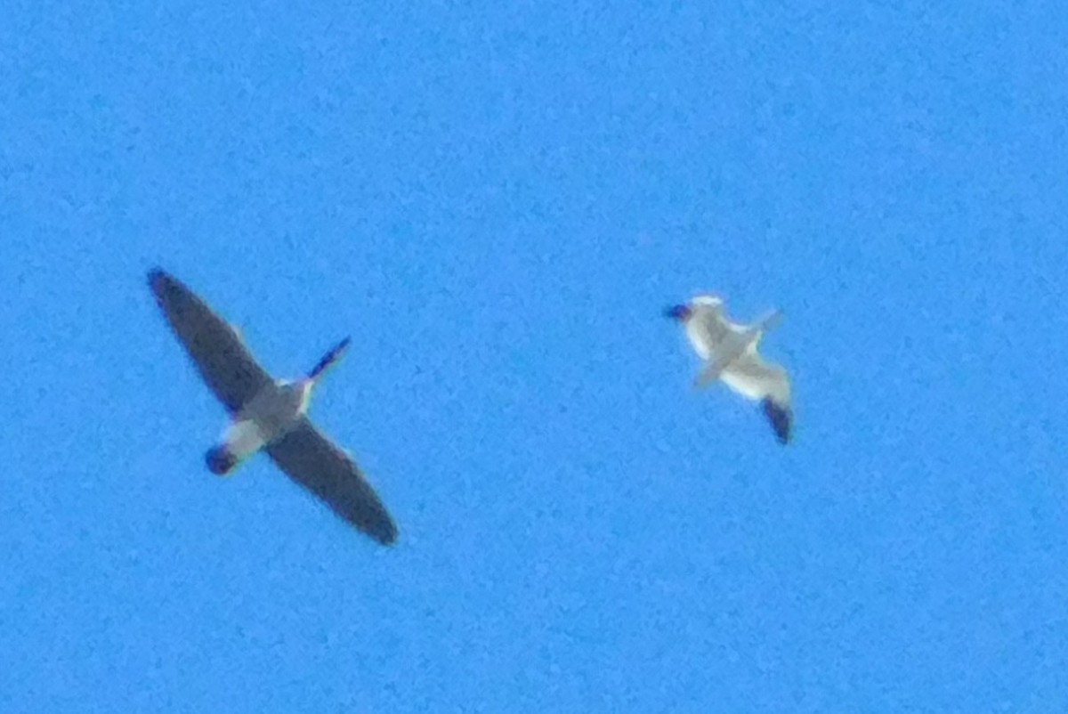 Snow/Ross's Goose - ML646311346