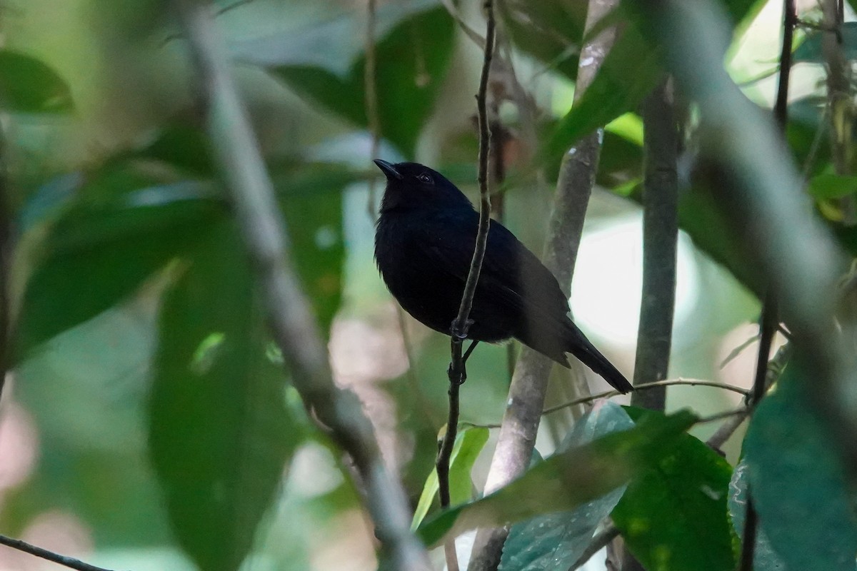 Jet Manakin - ML646311347