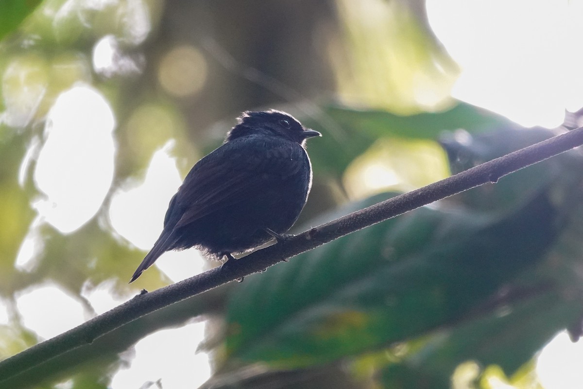 Jet Manakin - ML646311348