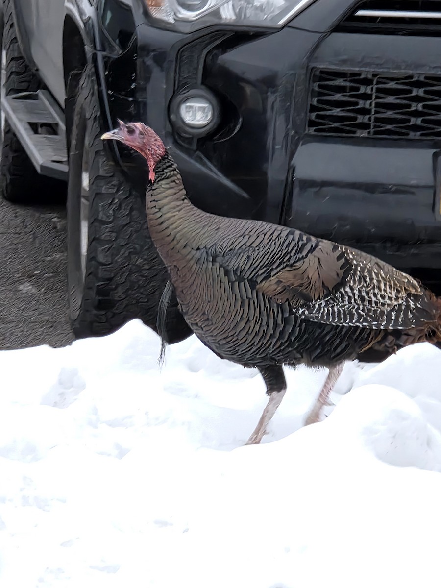 Tacchino selvatico - ML646311350