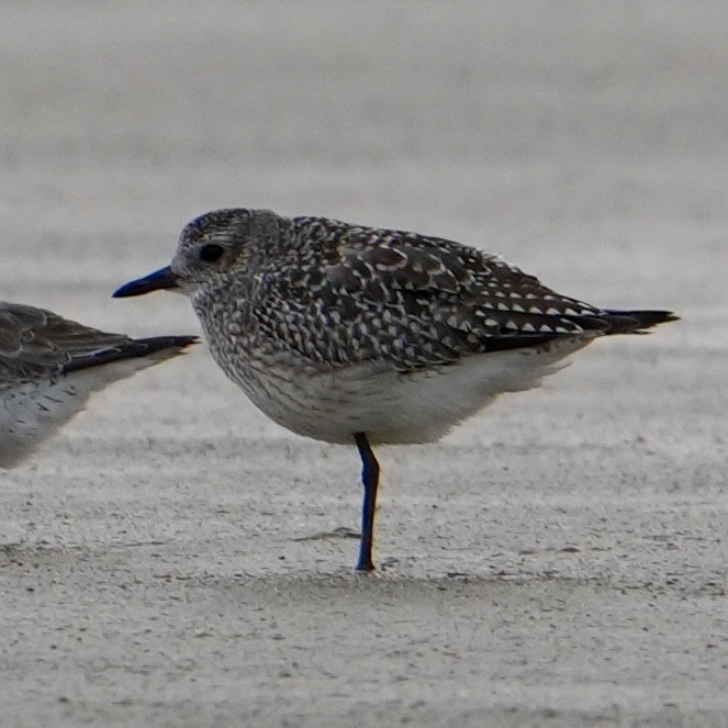 Chorlito Gris - ML646311356