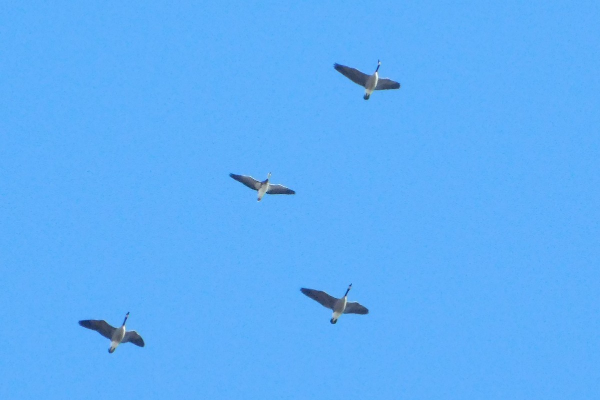 Snow Goose - ML646311357