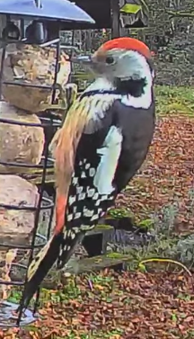 strakapoud prostřední - ML646311361