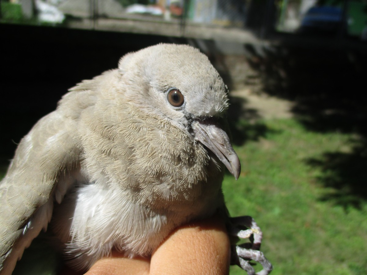 Tourterelle turque - ML646311363