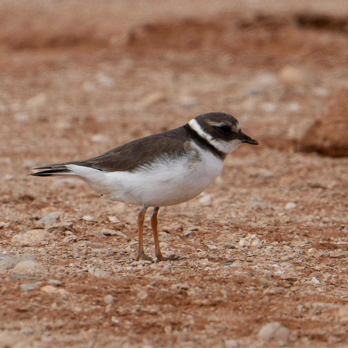 Common Ringed Plover - ML646311365
