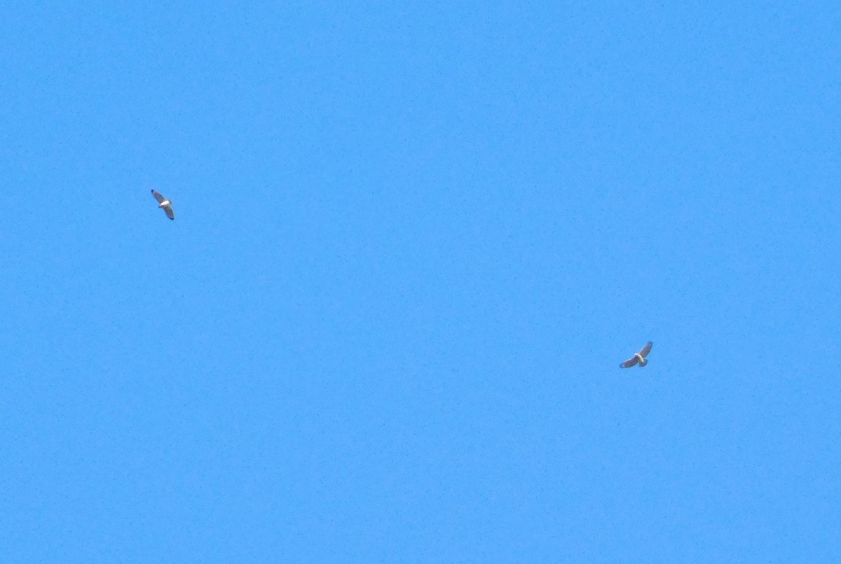 Red-shouldered Hawk - ML646311366