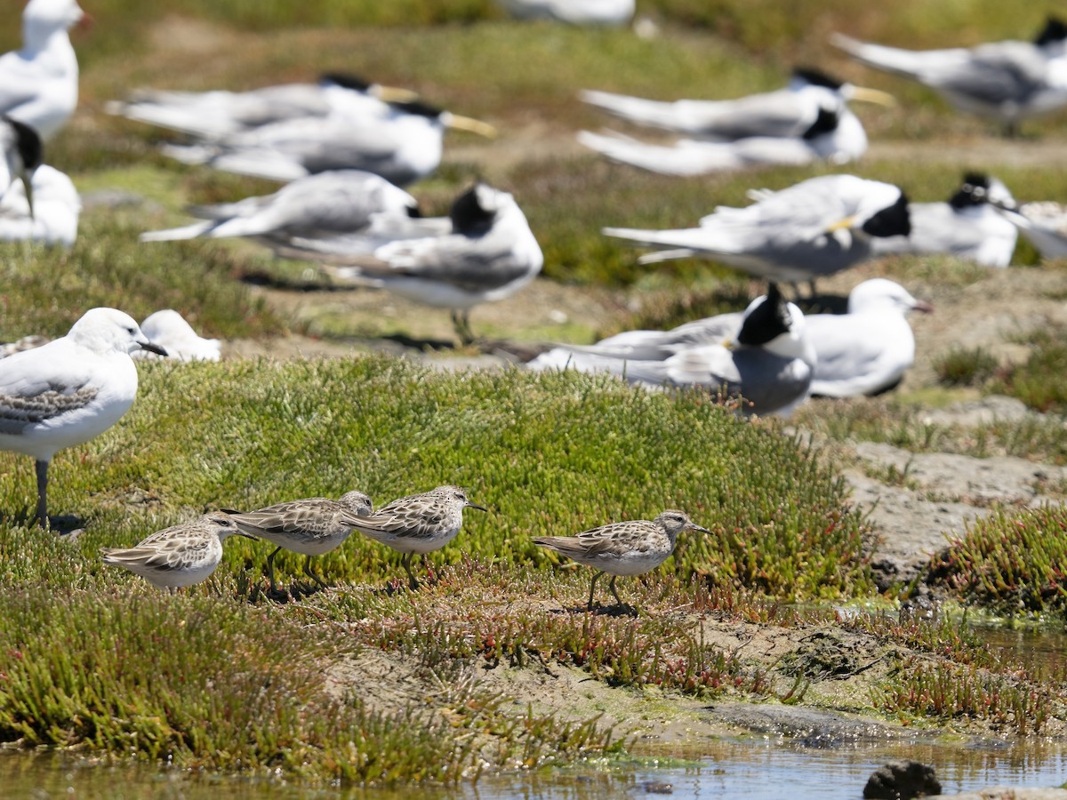 Sharp-tailed Sandpiper - ML646311370