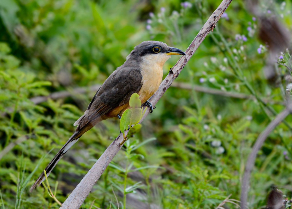 Mangrove Cuckoo - ML646311372