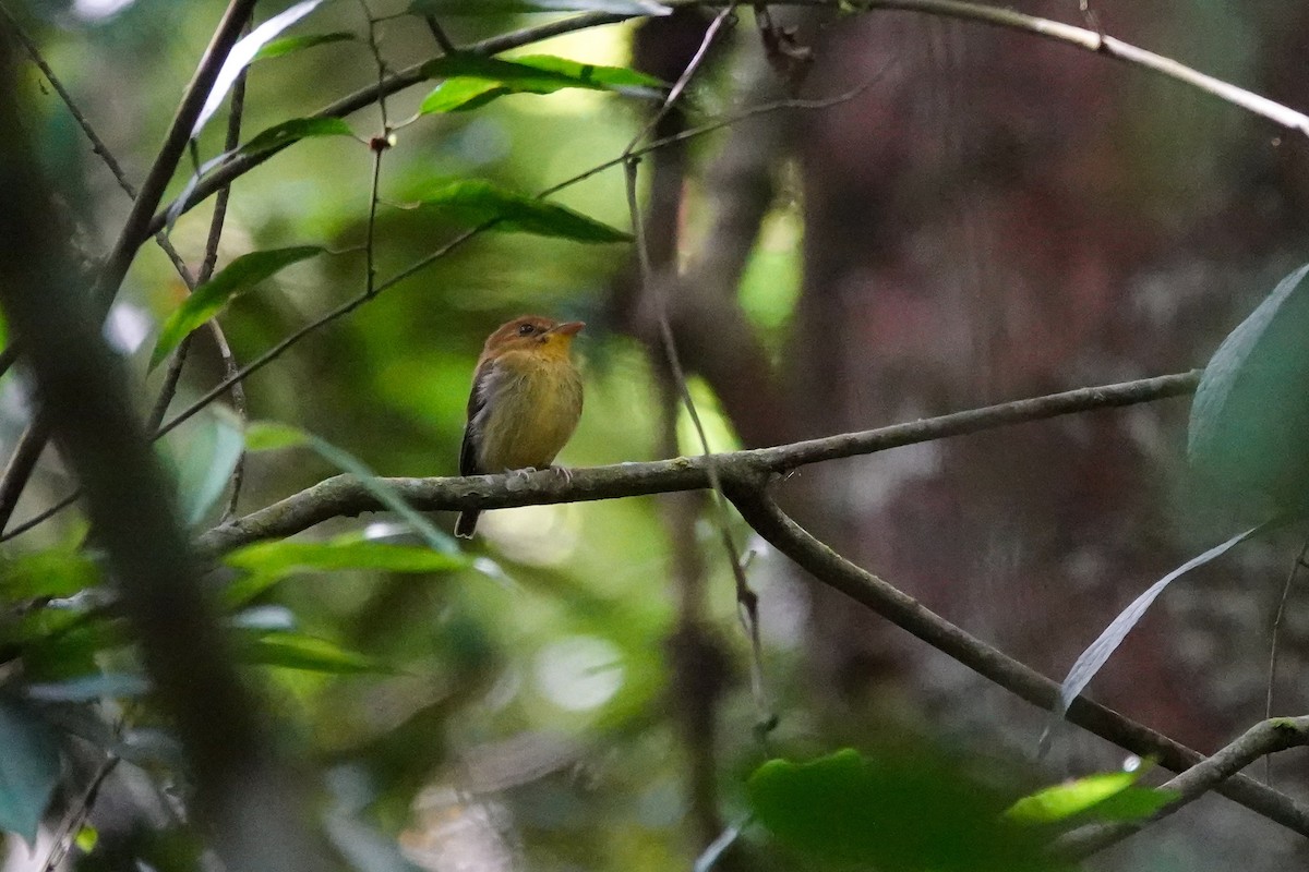 Yellow-throated Spadebill - ML646311373