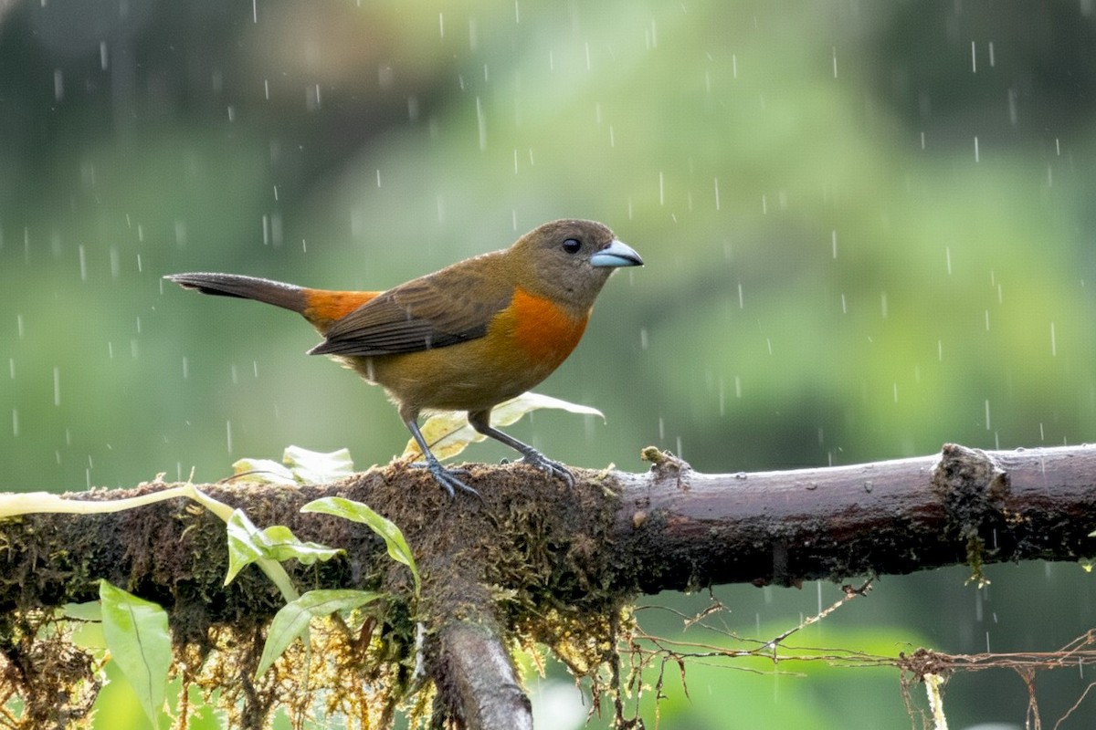 Scarlet-rumped Tanager - ML646311375