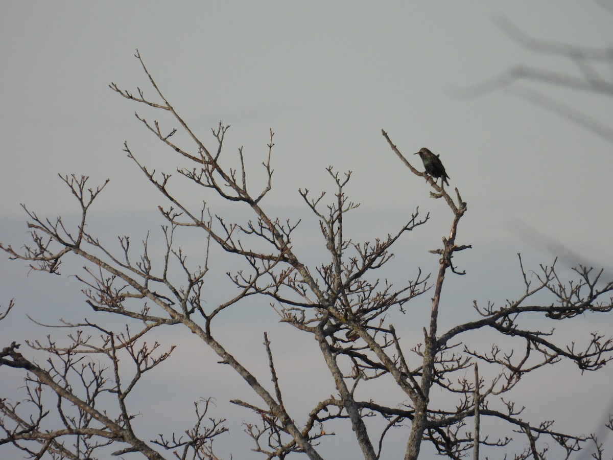 European Starling - ML646311376