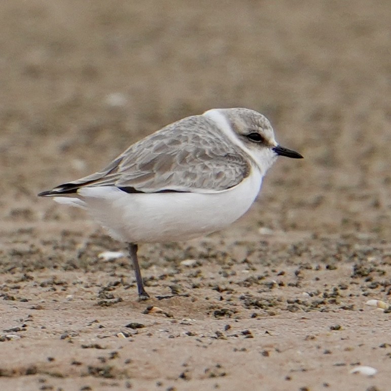 Fratino - ML646311377