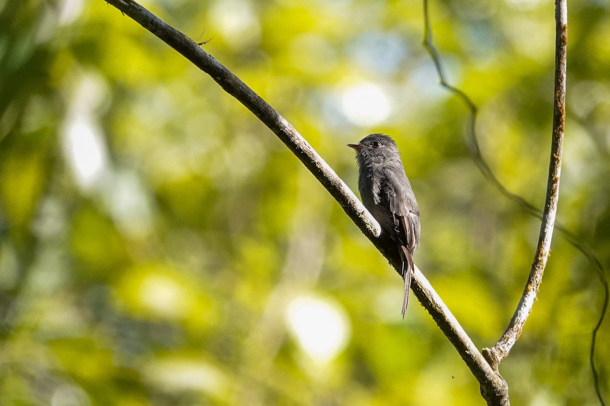 Blackish Pewee - ML646311379