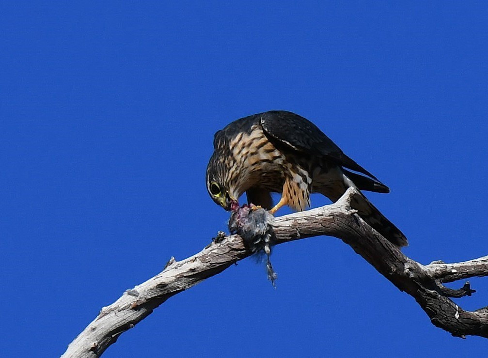 Merlin - ML646311380