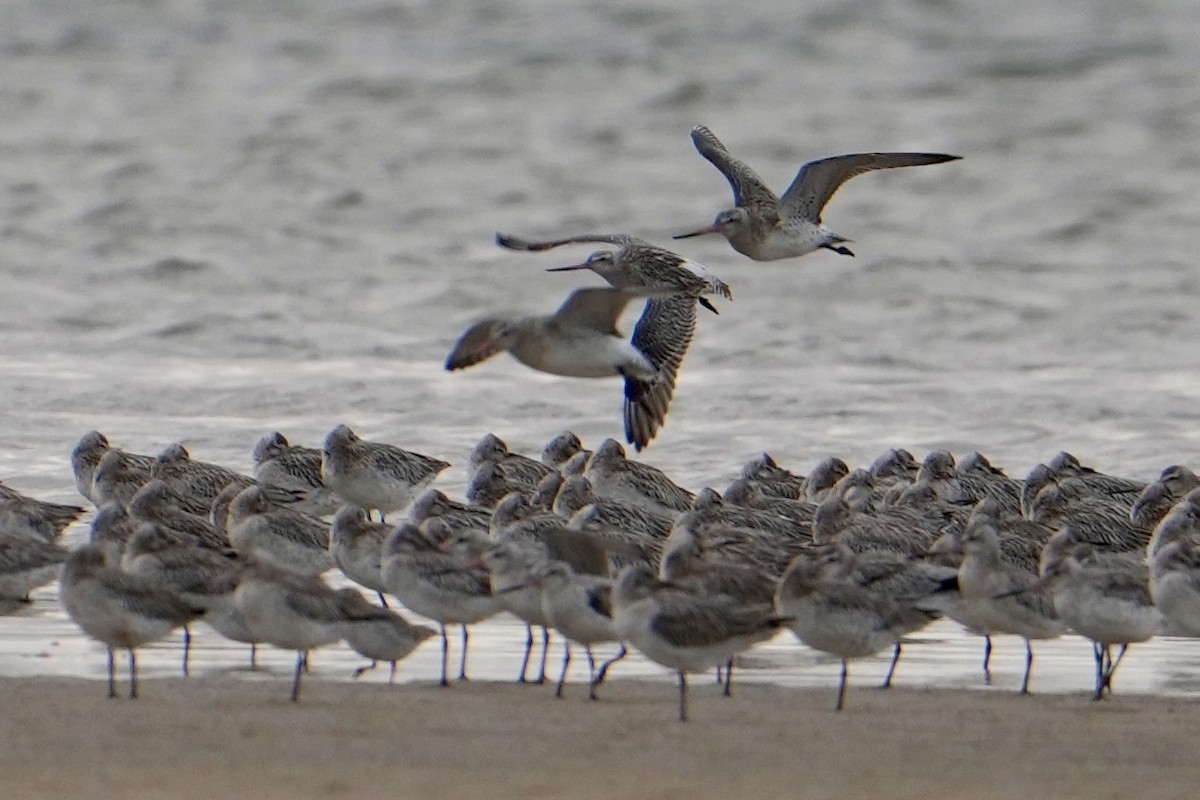 Bar-tailed Godwit - ML646311384